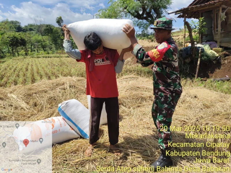 Babinsa Desa Babakan, Kab.Bandung Bantu Petani Panen Padi Babinsa Desa Babakan, Kab.Bandung Bantu Petani Panen Padi