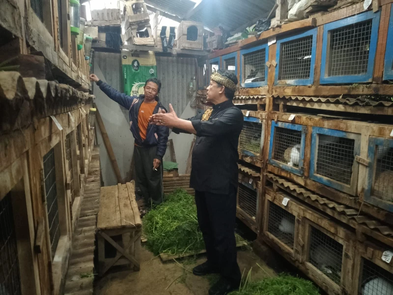 Dadang M Naser Apresiasi Budidaya Kelinci Poktan Sumber Rejeki