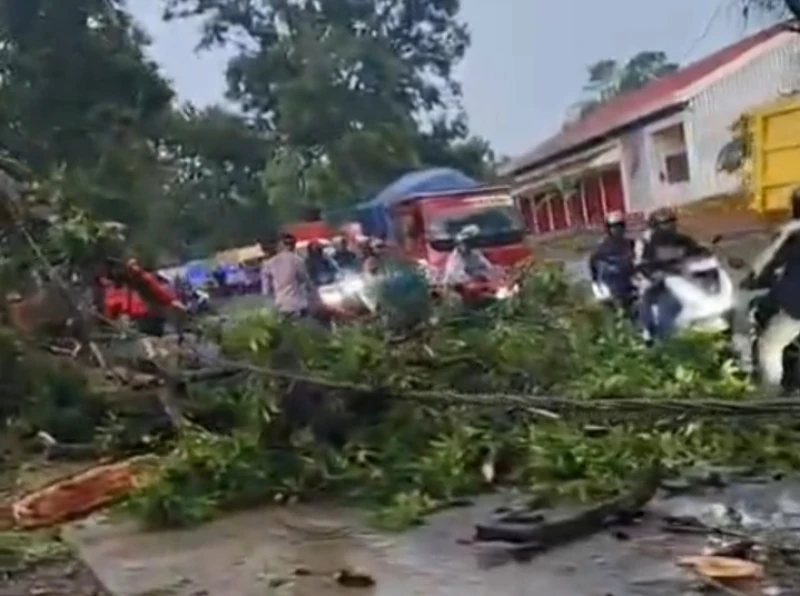 Hujan Angin di Subang, Pohon Tumbang Tutup Akses Jalan Utama dan Timpa Rumah Warga