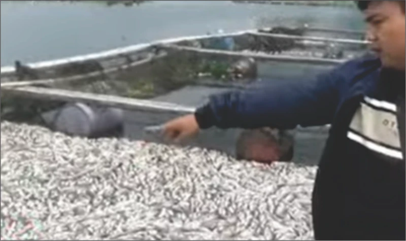 Ikan di Waduk Jatiluhur Mati Mendadak