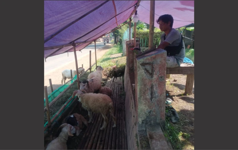 Jual Domba Tahun ini Tak Seramai Tahun Kemarin