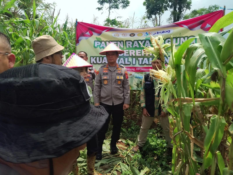 Kapolresta Bandung Gelar Panen Raya Jagung di Majalaya