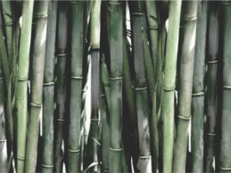 Lansia di Sukabumi Luka Serius Oleh Serpihan Bambu yang Ditebangnya Sendiri