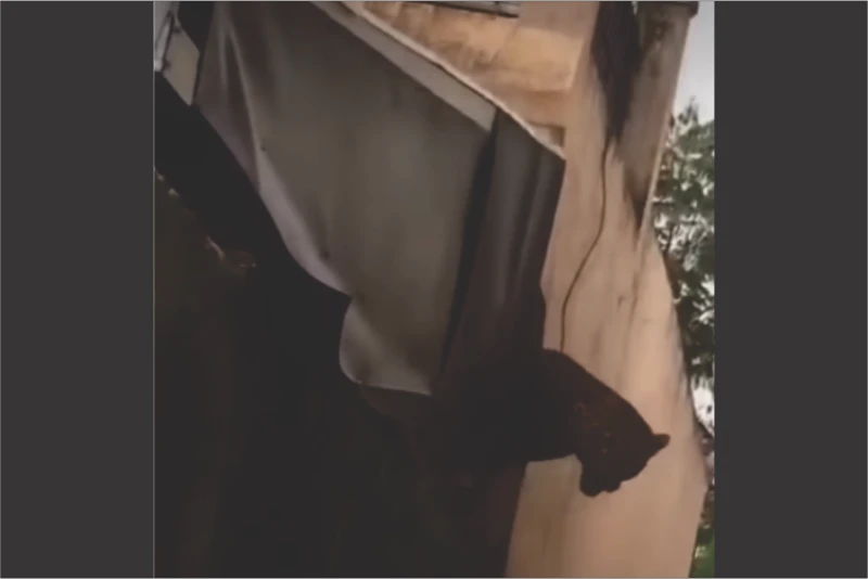 Macan Tutul Kumbang Bikin Warga Maruyung Resah