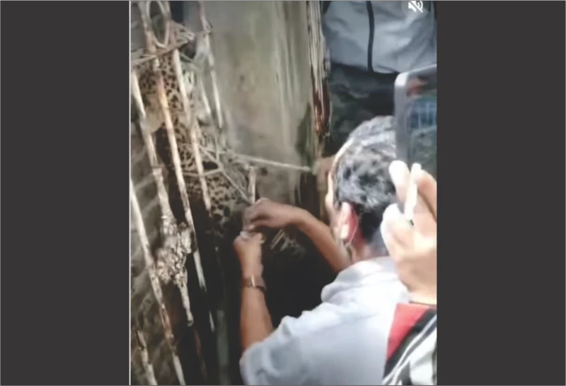 Macan Tutul Kumbang yang Masuk ke Pemukiman Warga Maruyung Berhasil Diamankan