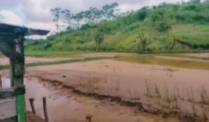 Puluhan Hektare Sawah di Desa Cihaur Sukabumi Direndam Lumpur. Warga Menyebut Tambang Emas Penyebabnya Puluhan Hektare Sawah di Desa Cihaur Sukabumi Direndam Lumpur. Warga Menyebut Tambang Emas Penyebabnya
