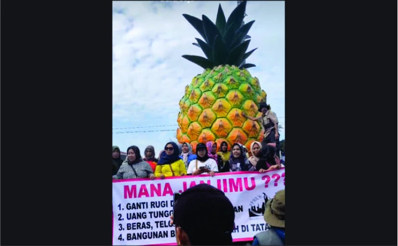Ratusan Pedagang Nanas di Subang Unjukrasa Tanggih Janji Gubernur Jabar Ratusan Pedagang Nanas di Subang Unjukrasa Tanggih Janji Gubernur Jabar