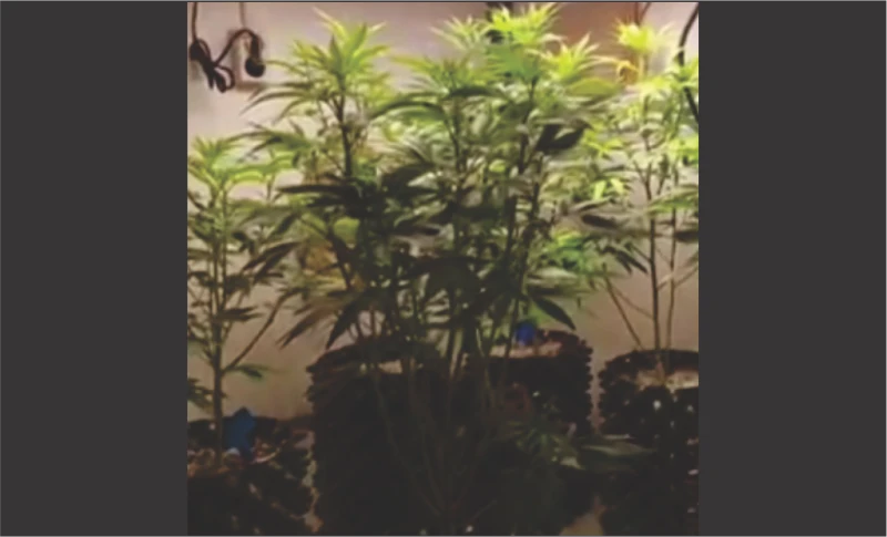 Satres Narkoba Polrestabes Bandung Gerebek 'Kebun' Ganja di Dalam Rumah di Cilengkrang Satres Narkoba Polrestabes Bandung Gerebek 'Kebun' Ganja di Dalam Rumah di Cilengkrang
