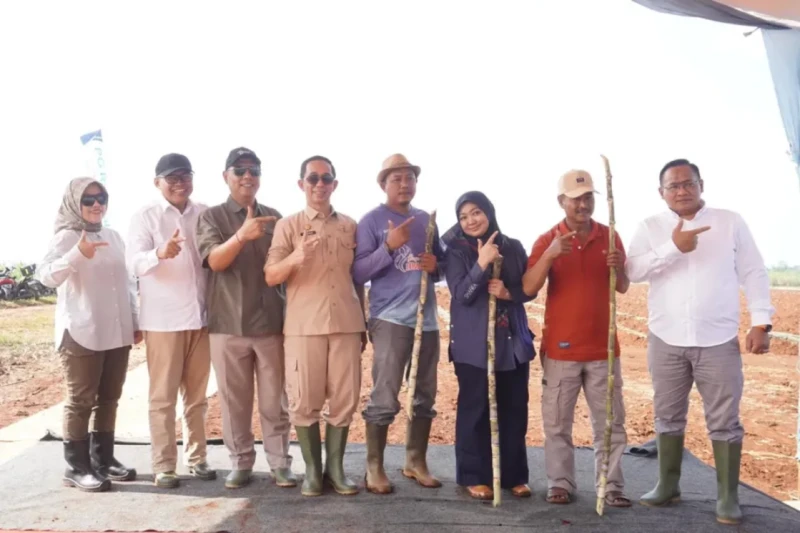 Sekda Subang Ikut Tanam Ratoon di Lahan PG Rajawali II Purwadadi