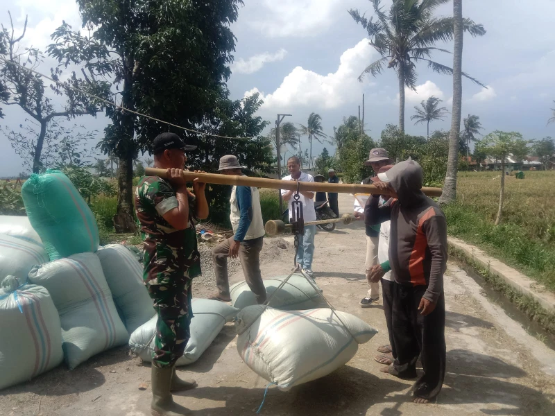 Serda Dani Hasanudin Bantu Bulog Bandung Serap Gabah Petani Sarimahi Serda Dani Hasanudin Bantu Bulog Bandung Serap Gabah Petani Sarimahi