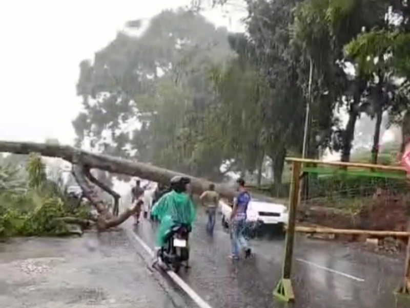 Sopir dan Kernet Pikap Pembawa Nanas Tewas Tertimpa Pohon
