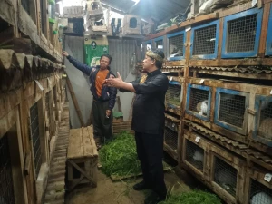 Dadang M Naser Apresiasi Budidaya Kelinci Poktan Sumber Rejeki