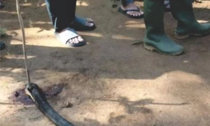 Duel Maut Ocang VS King Cobra