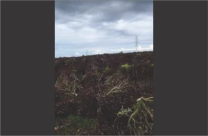 Kasus Perusakan Kebun Teh Pangalengan Sudah Masuk ke Tahap Penyidikan