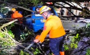 Lagi! Pohon Tumbang Timpa Kendaraan Terjadi di Subang