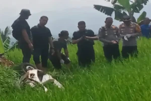 Merinding! Mayat dan Motor Ditemukan di Pematang Sawah Kawasan Kaki Gunung Kabandungan, Sukabumi