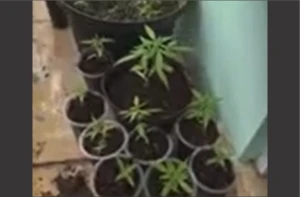 Tanam Ganja Dalam Rumah, Pegawai Desa di Garut Diringkus Polisi