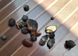 Warga Desa Arjasari Heboh Atap Rumahnya Rusak Ditimpa 'Hujan Biji - Bijian'