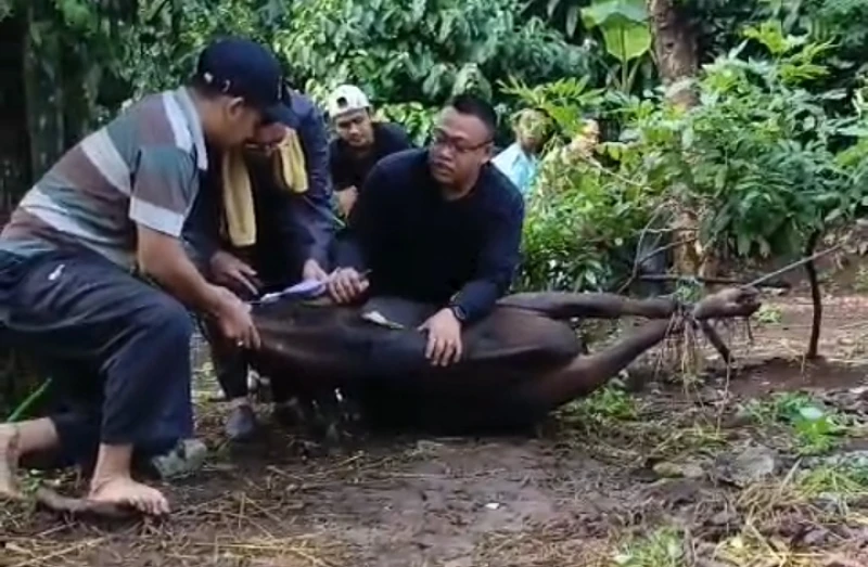 Viral! Petugas Jagal Meninggal Saat Menyembelih Hewan Kurban Viral! Petugas Jagal Meninggal Saat Menyembelih Hewan Kurban