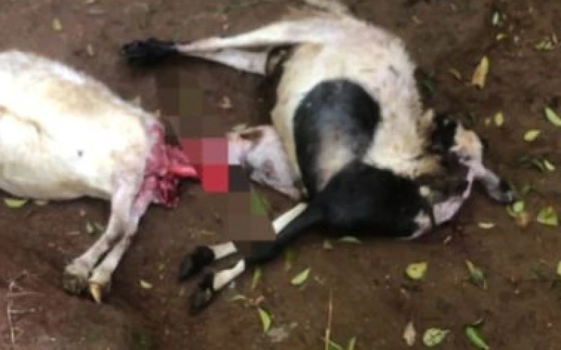 Warga Gunungmalang, Sukabumi Geger, Puluhan Domba di Kampungnya Mati Mengenaskan