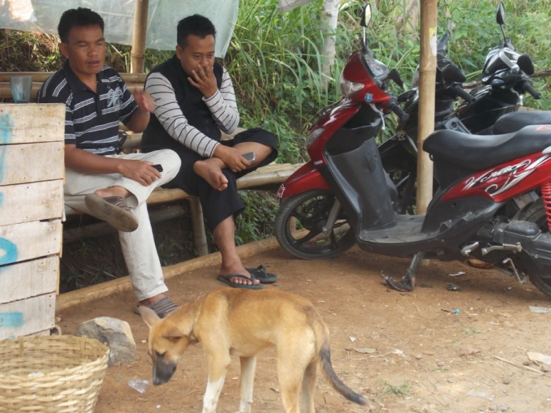 Warga di Sukabumi Heran Sebulan ini Banyak Anjing Liar Masuk Perkampungan Warga di Sukabumi Heran Sebulan ini Banyak Anjing Liar Masuk Perkampungan